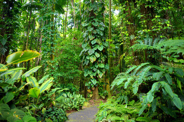 Lush tropical vegetation of the Hawaii Tropical Botanical Garden of Big Island of Hawaii