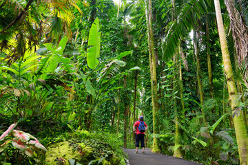 Tourist admiring lush tropical vegetation of the Hawaii Tropical Botanical Garden of Big Island of...
