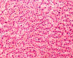 Human liver. Hepatocytes