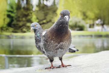 Two dove in the park on a summer day, Close-up, selective focus.