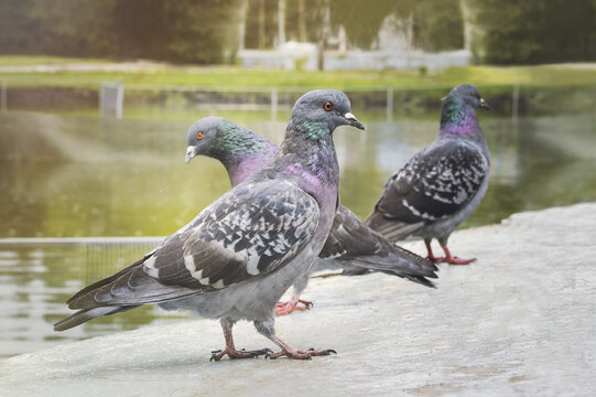 Three pigeons stand on the ground in the park, close-up.