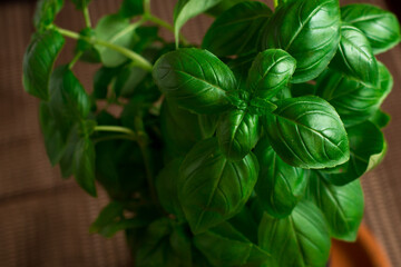 Fresh basil plant in dark background