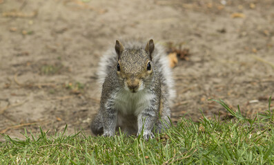 Squirrel in wildlife. Closeup portrait in day time, England