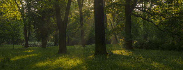 Panorama of spring park in a sunny and sunny morning