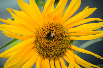 Obraz premium Sunflower with bee.