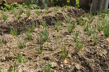 Spring garden plants - onion.