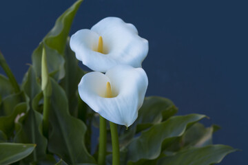 elegant and peaceful full blooming Calla Lily