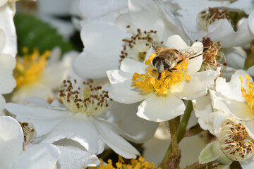 Obraz na płótnie Canvas Bee in Yellow