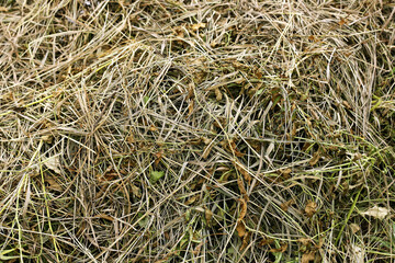 Background of dry grass.