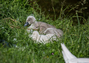 Two week old mute swan babies near a pond in the district of Buechenbach of the city of Erlangen