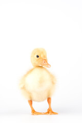 Little duck looking at camera