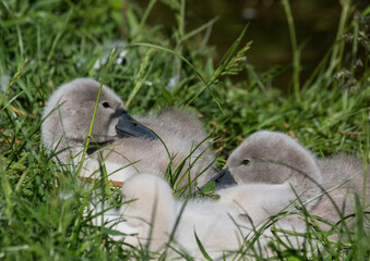 Two week old mute swan babies near a pond in the district of Buechenbach of the city of Erlangen