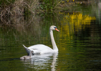 Two week old mute swan babies swimming together with their parents on a pond in the district of Buechenbach of the city of Erlangen