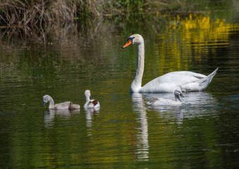 Naklejka na ściany i meble Two week old mute swan babies swimming together with their parents on a pond in the district of Buechenbach of the city of Erlangen