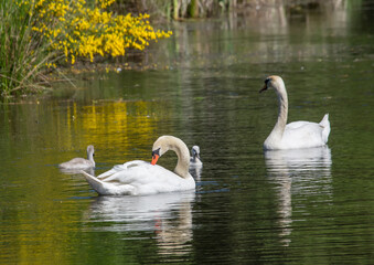 Fototapeta premium Two week old mute swan babies swimming together with their parents on a pond in the district of Buechenbach of the city of Erlangen