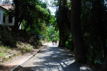 Camino de los árboles