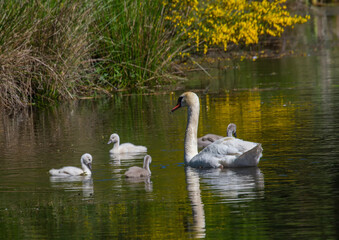 Two week old mute swan babies swimming together with their parents on a pond in the district of Buechenbach of the city of Erlangen
