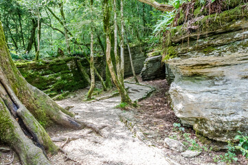 A popular hiking trail that runs amidst a labyrinth of stones in a yew grove in Sochi