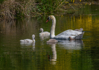 Naklejka na ściany i meble Two week old mute swan babies swimming together with their parents on a pond in the district of Buechenbach of the city of Erlangen