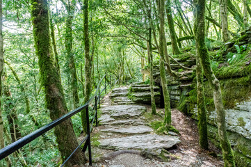 Popular, hiking trail in the yew-tree grove in Sochi