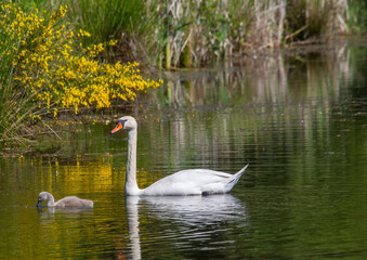 Two week old mute swan babies swimming together with their parents on a pond in the district of Buechenbach of the city of Erlangen