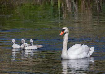 Two week old mute swan babies swimming together with their parents on a pond in the district of Buechenbach of the city of Erlangen