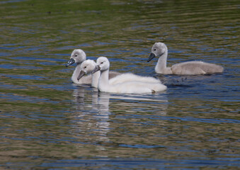 Two week old mute swan babies swimming on a pond in the district of Buechenbach of the city of Erlangen