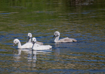 Obraz premium Two week old mute swan babies swimming on a pond in the district of Buechenbach of the city of Erlangen