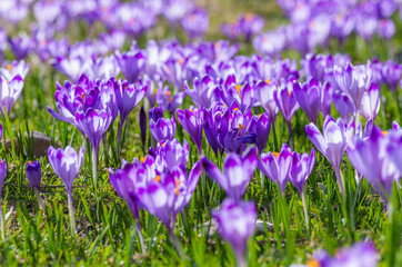 Blooming crocuses in spring, Chocholowska valley, Tatra mountains, Poland