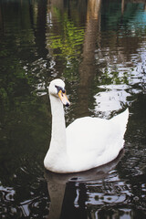 A white swan floats in the river on a summer day. Vertical photography.