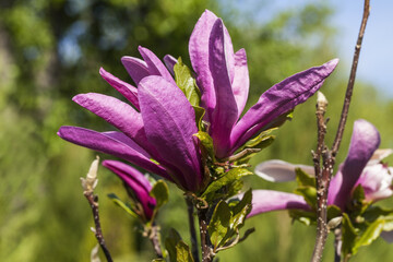 Branches of blooming magnolia 
