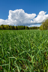 Fresh grass on the field and blue cloudy sky, Finland, spring