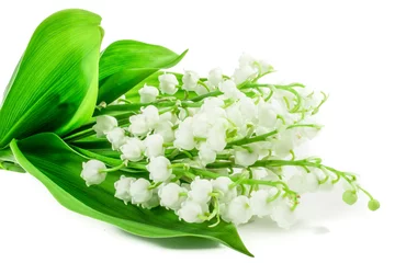 Fototapeten Maiglöckchen Blumen auf weißem Hintergrund. NAME LAT.Postkarte, Umschlag, Karte © eplisterra