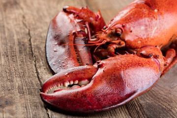 Red lobster on wooden background