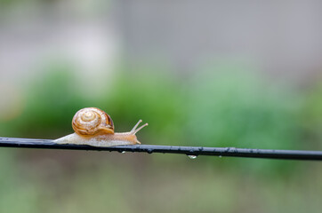 A Snail in the Rain, Snail in the garden on the wire
