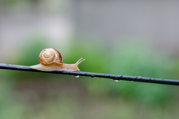 A Snail in the Rain, Snail in the garden on the wire