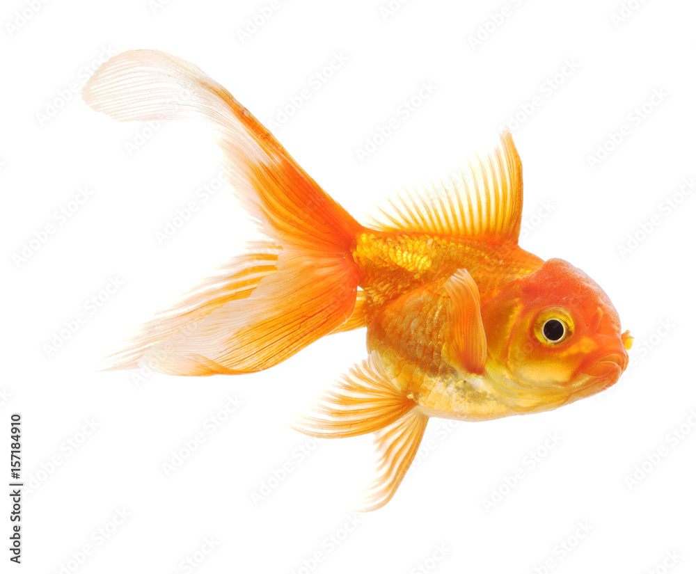 Wall mural Goldfish isolated on white background - Wall murals
