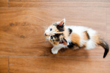 Portrait of small tricolor kitten on flooring. Top view.