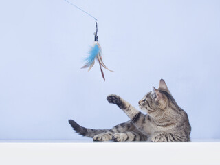 Naklejka premium Сat plays with feather toy