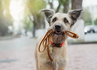 Fototapete Hund Ein lustiger Hund mit traurigen Augen hält eine Leine im Mund und wartet auf der Straße auf seinen Herrn.