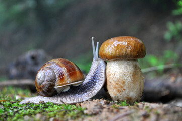 Big snail and cap mushroom in forest. Boletus edulis mushroom and snail on rain in woods