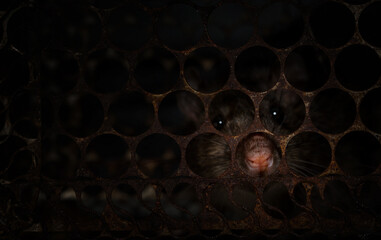 Close up of dirty rat trapped in metal cage.