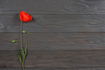 Fototapeta na wymiar red poppy flowers on dark wood background. top view with copy space