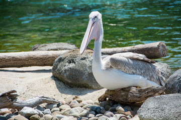Pink-Backed Pelican by the water/A beautiful Pink-Backed Pelican sitting by the water.
