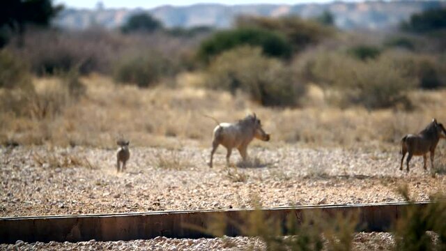 Boar with young piglets running