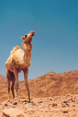 Camel in Dahab Mountains