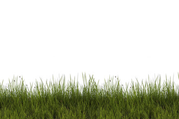 Grass isolated on white background.