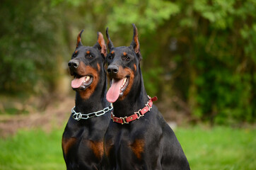 Two black dobermans
