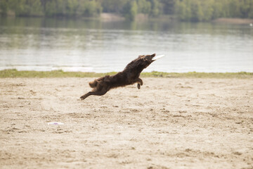Dog, Australian Shepherd, catching frisbee