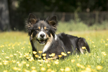 Dog, Border Collie, lying in grass with yellow flowers